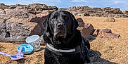 Lobo participe au concours pour gagner de l'argent avec cette photo : dog, black_dog, beach, pebbles, rocks, sky, clouds, sunny, outdoor, animal, pet, canine, sand_toys, relaxing, nature, daytime, calm, lying_down, collar, harness