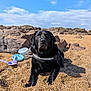 dog, black_dog, beach, pebbles, rocks, sky, clouds, sunny, outdoor, animal, pet, canine, sand_toys, relaxing, nature, daytime, calm, lying_down, collar, harness