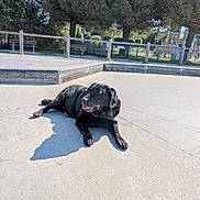 Lobo a rejoint le concours — aidez-le/la à gagner de superbes lots ! dog, black_labrador, canine, pet, outdoor, park, playground, bench, tree, fence, sunny, shadow, concrete, tongue_out, relaxed, daytime, nature, grass, leisure, animal