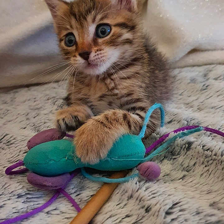 Tigrou a rejoint le concours — aidez-le/la à gagner de superbes lots ! animal, blanket, cat, closeup, cozy, cute, domestic_cat, fur, furry, indoor, kitten, paws, pet, playing, soft_texture, striped, toy_mouse, whiskers, wide_eyes, young