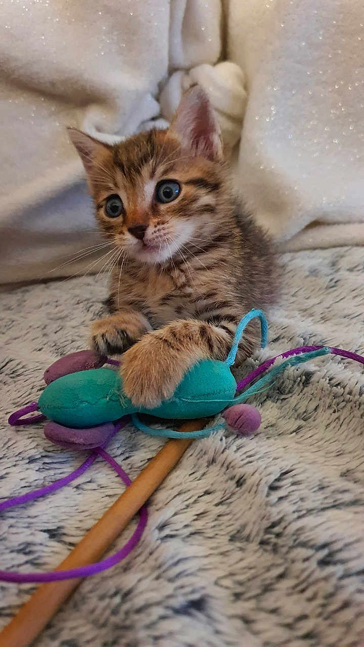 Tigrou a rejoint le concours — aidez-le/la à gagner de superbes lots ! kitten, cat, toy_mouse, paws, wide_eyes, furry, striped, pet, indoor, blanket, cozy, cute, playing, soft_texture, animal, young, closeup, fur, whiskers, domestic_cat