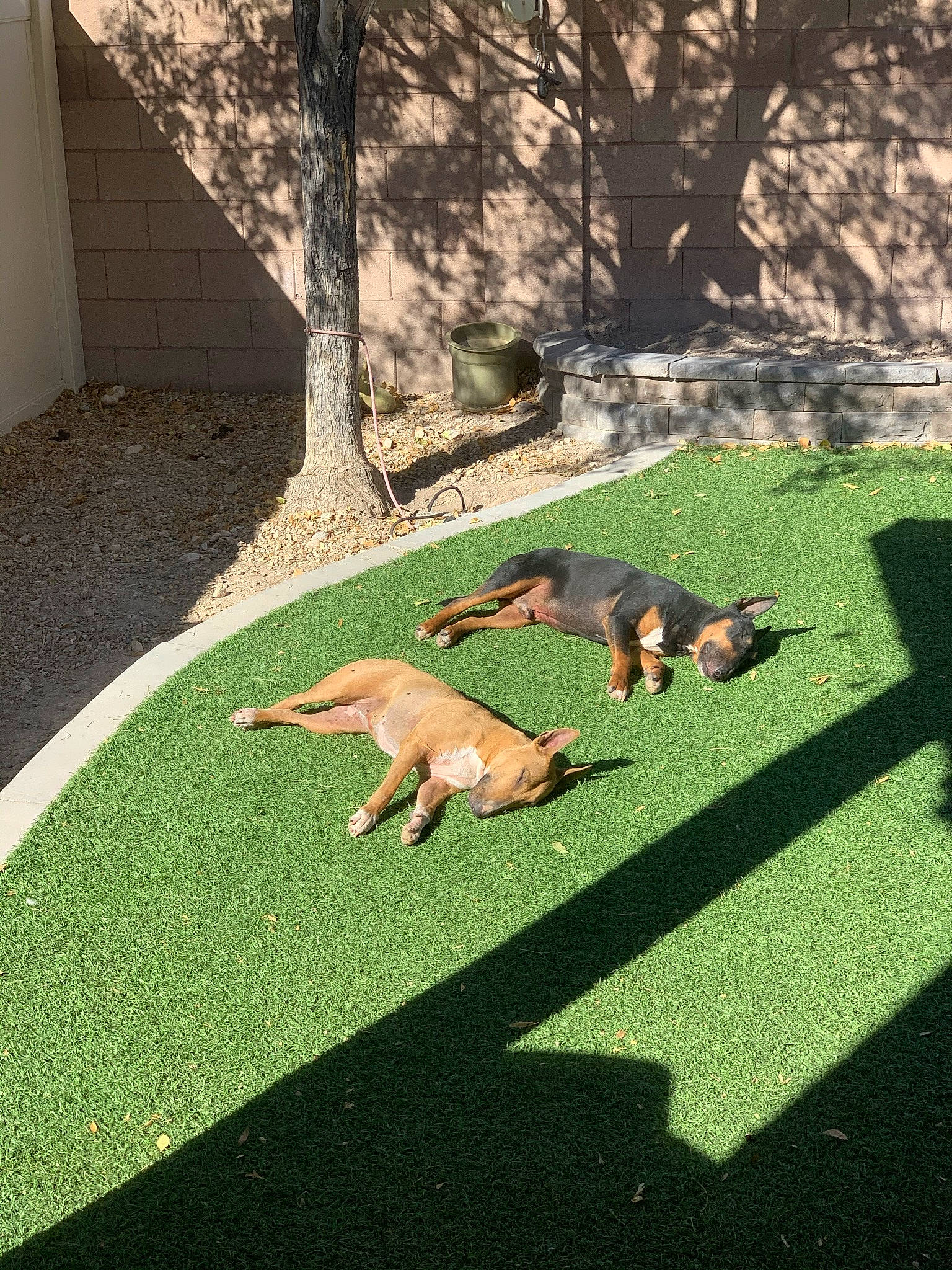 Bam Bam is registered to the contest to win money with this photo: canidae, carnivore, companion_dog, dog, dog_breed, fawn, flooring, grass, grassland, groundcover, landscape, landscaping, lawn, plant, sidewalk, sporting_group, tail, tints_and_shades, tree, wood