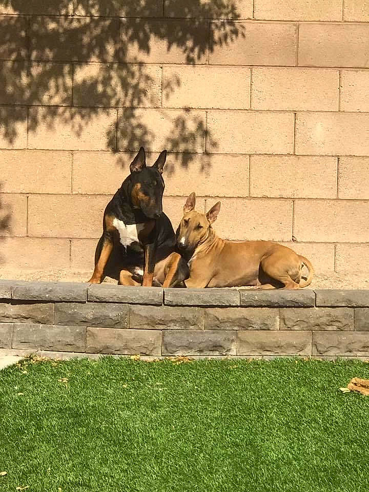 Bam Bam joined the competition — help win amazing prizes! art, canidae, carnivore, companion_dog, dog, dog_breed, fawn, grass, groundcover, lawn, plant, shadow, snout, sporting_group, tail, terrestrial_animal, tints_and_shades, tree, wildlife, working_dog