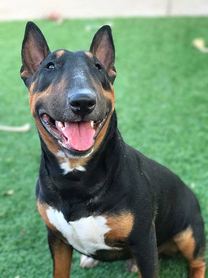 Bam Bam joined the competition — help win amazing prizes! canidae, canis_panther, carnivore, collar, companion_dog, dog, dog_breed, dog_collar, grass, hunting_dog, jaw, non_sporting_group, sporting_group, terrestrial_animal, whiskers, working_animal, working_dog