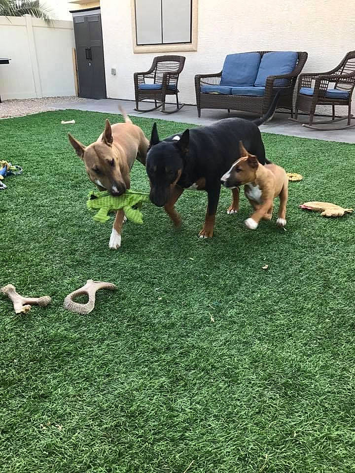 Bam Bam joined the competition — help win amazing prizes! canidae, carnivore, chair, companion_dog, dog, dog_breed, door, fawn, flooring, grass, groundcover, house, lawn, mammal, plant, snout, sporting_group, tail, window, working_animal