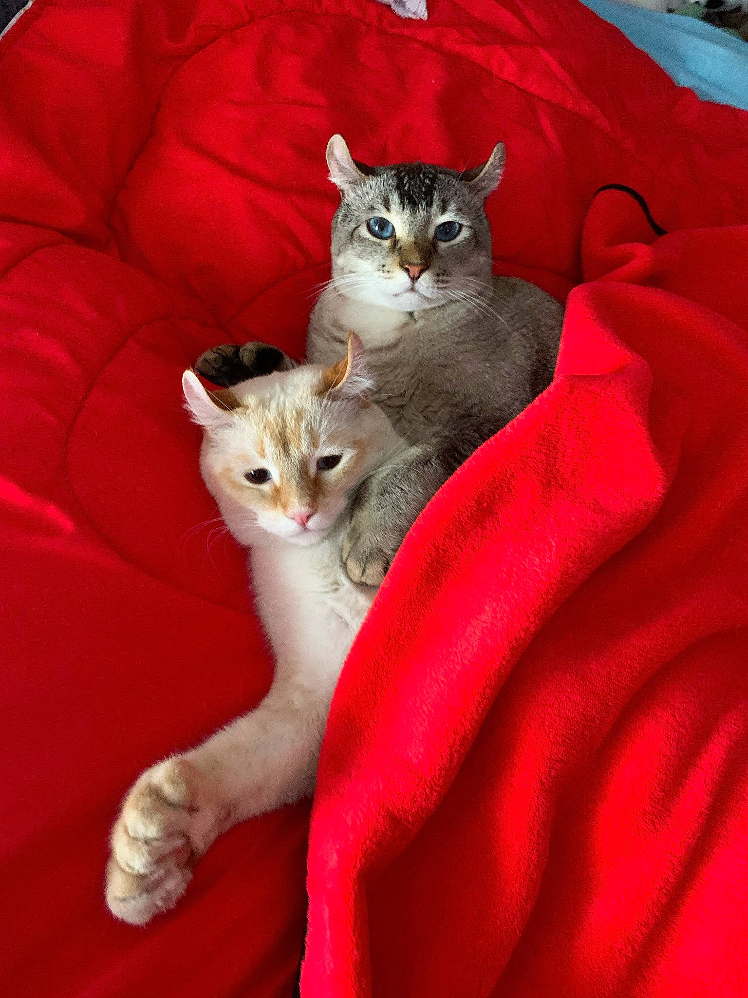 Rocket is registered to the contest to win money with this photo: bed, carnivore, cat, comfort, couch, domestic_short_haired_cat, fawn, felidae, fur, linens, magenta, paw, pet_supply, pink, sleeve, small_to_medium_sized_cats, snout, tail, textile, whiskers