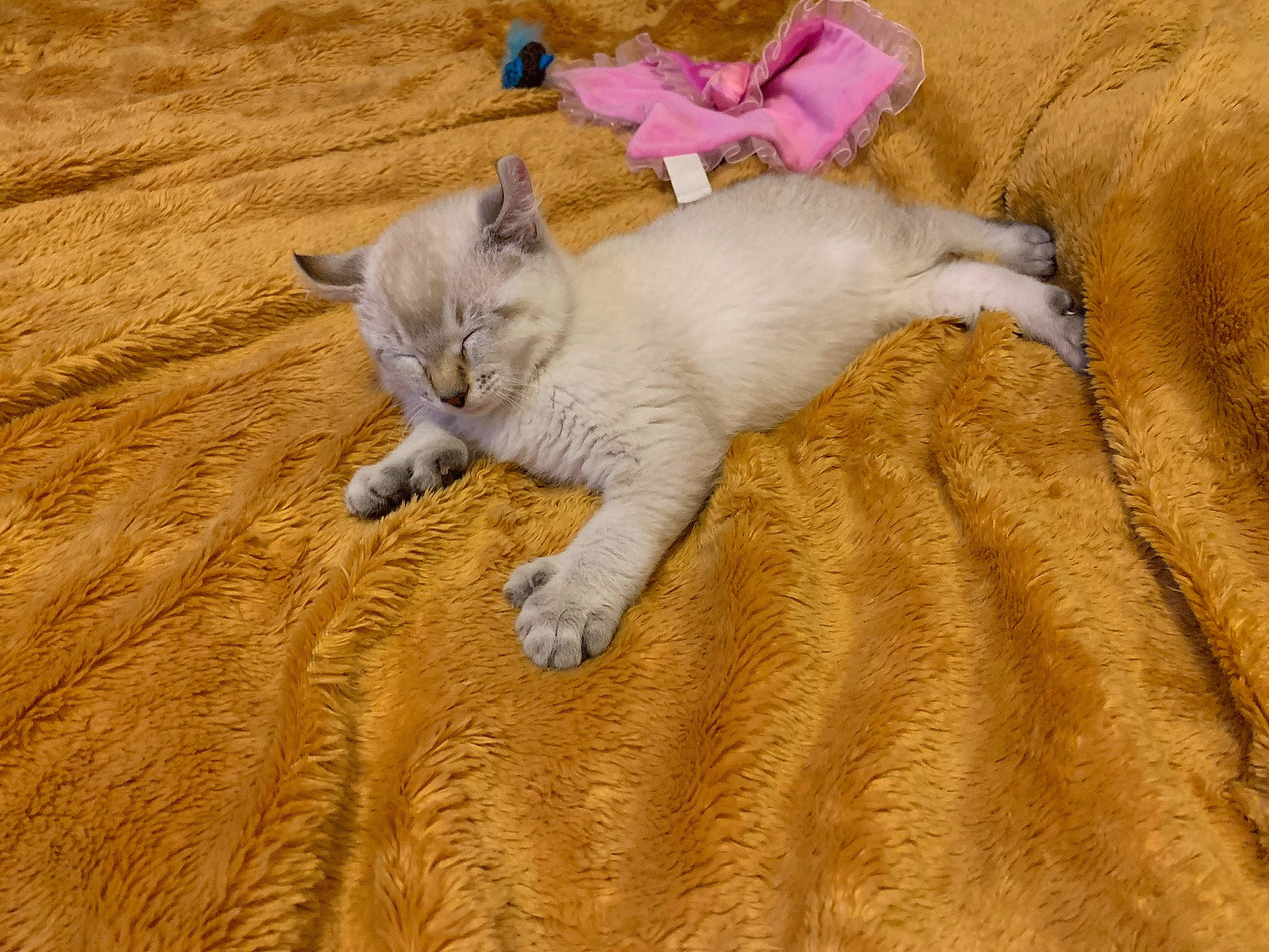 Rocket is registered to the contest to win money with this photo: carnivore, cat, claw, comfort, domestic_short_haired_cat, fawn, felidae, flooring, fur, hardwood, nap, paw, small_to_medium_sized_cats, snout, soil, tail, terrestrial_animal, whiskers, wood