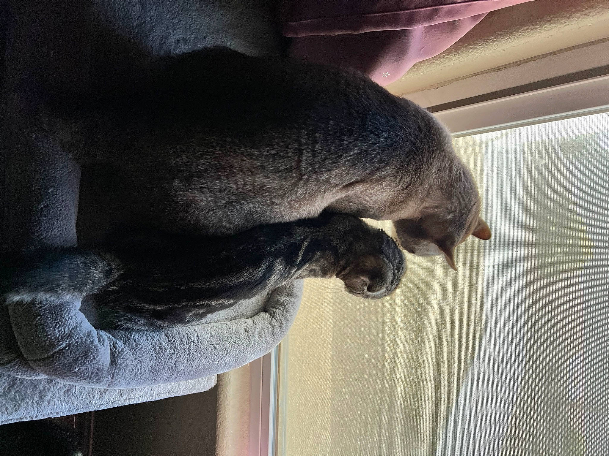 Rocket joined the competition — help win amazing prizes! canidae, carnivore, cat, comfort, dog_breed, fawn, felidae, fur, grey, mammal, small_to_medium_sized_cats, sporting_group, tail, terrestrial_animal, whiskers