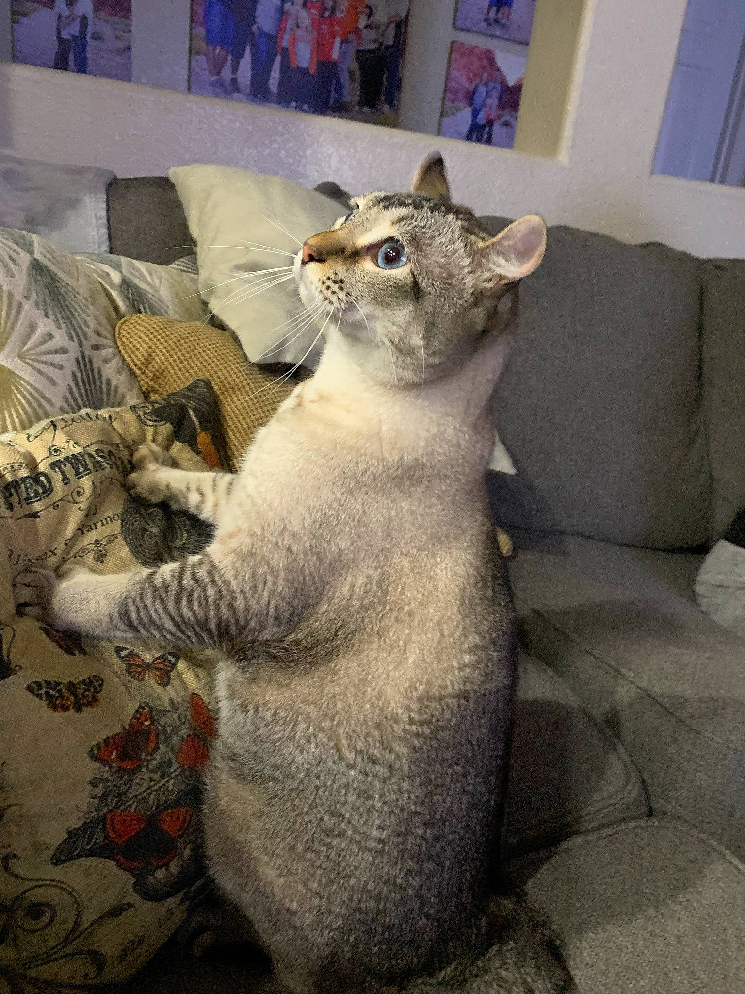 Rocket is registered to the contest to win money with this photo: art, blue, carnivore, cat, comfort, couch, domestic_short_haired_cat, fawn, felidae, fur, grey, linens, paw, small_to_medium_sized_cats, snout, tail, terrestrial_animal, thai, whiskers, window