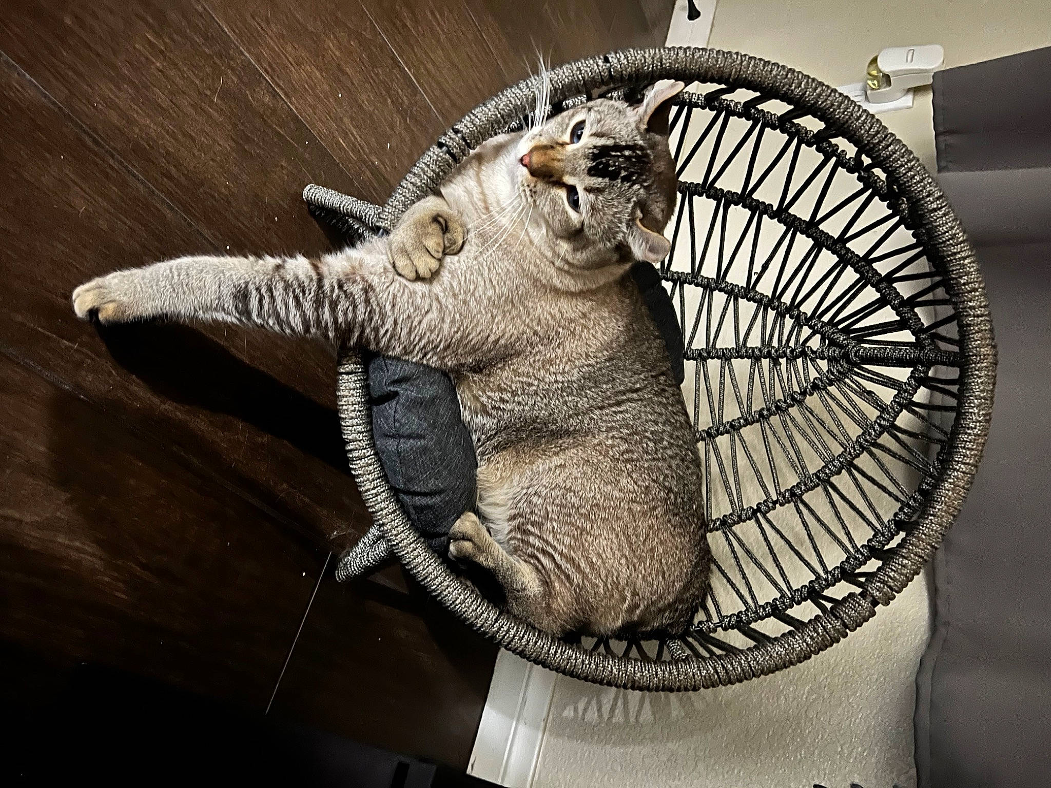 Rocket joined the competition — help win amazing prizes! chair, circle, claw, fashion_accessory, felidae, fur, glass, metal, reptile, rim, snout, still_life_photography, tail, terrestrial_animal, toy, visual_arts, wheel, whiskers, wood