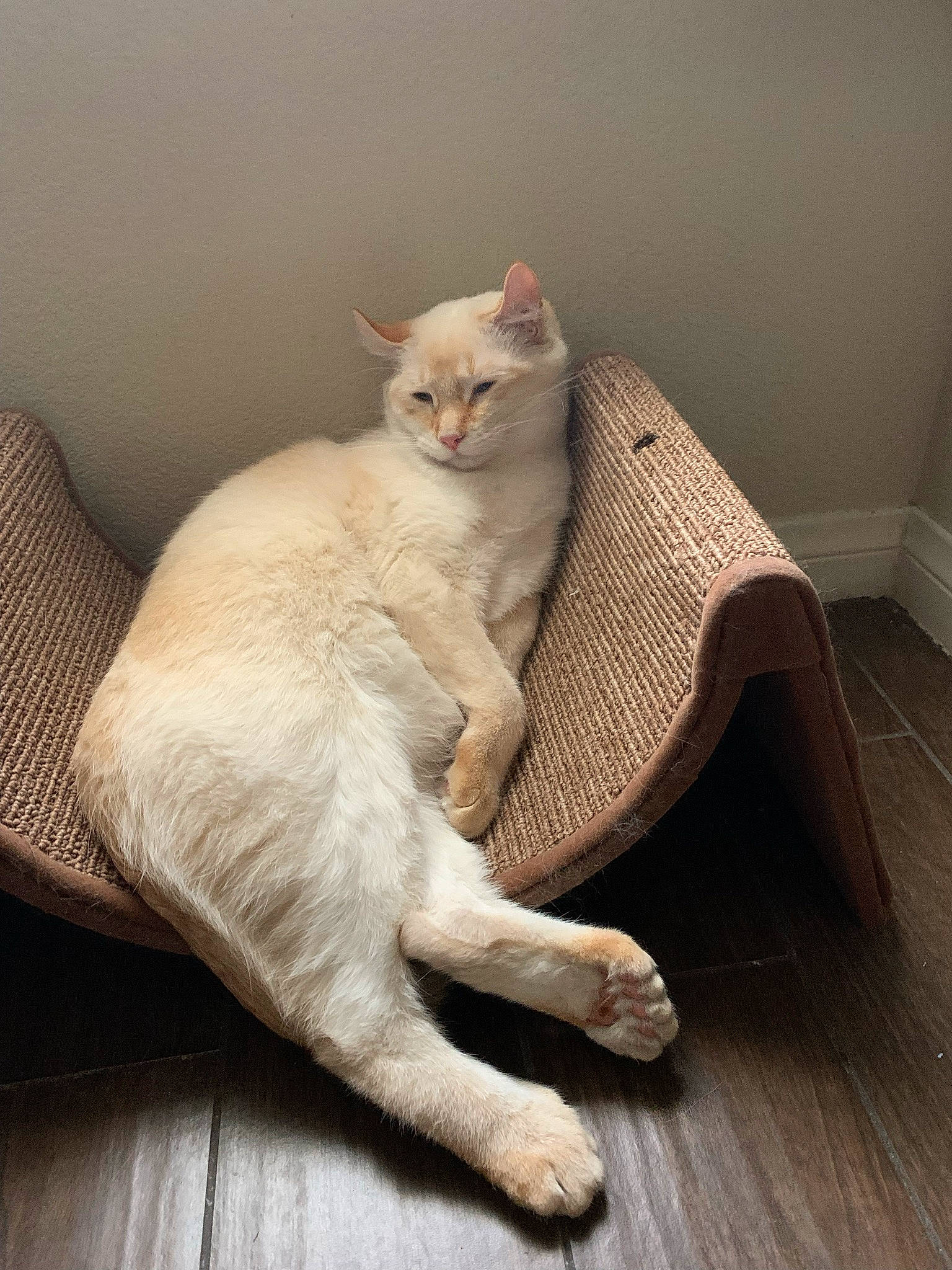 Ace joined the competition — help win amazing prizes! carnivore, cat, cat_supply, claw, comfort, domestic_short_haired_cat, fawn, felidae, flooring, foot, fur, hardwood, paw, sitting, small_to_medium_sized_cats, snout, tail, whiskers, wood, wood_flooring