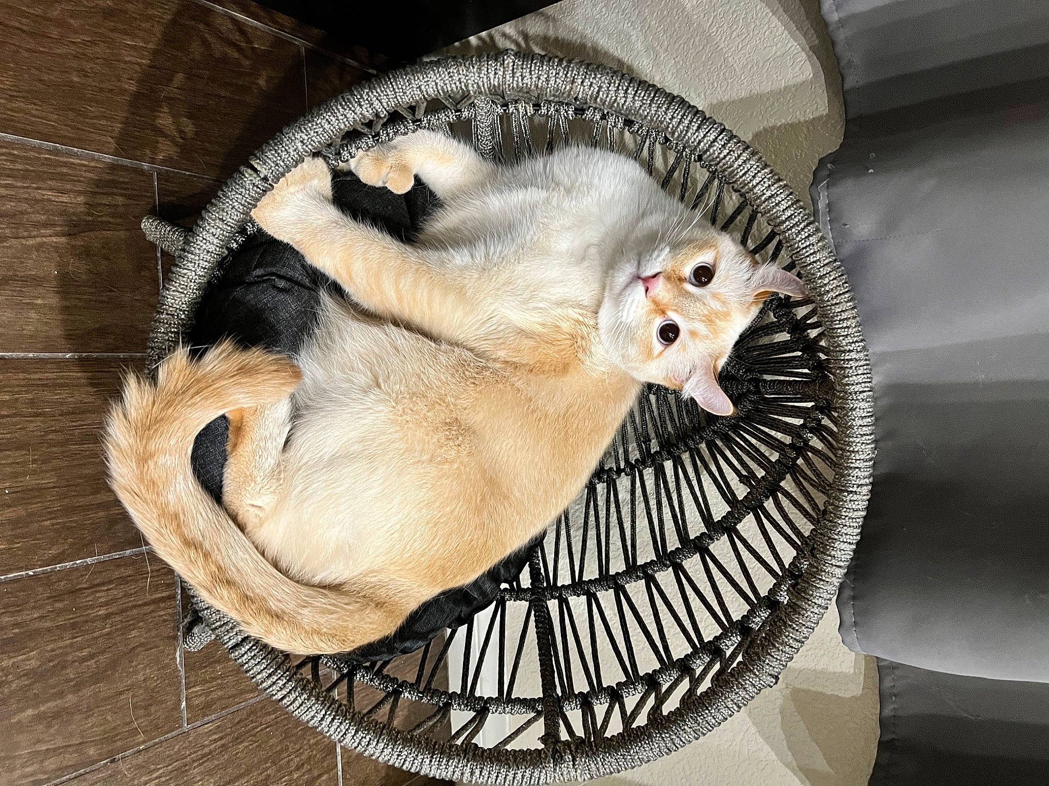 Ace joined the competition — help win amazing prizes! basket, canidae, carnivore, cat_bed, cat_supply, claw, comfort, companion_dog, dog_bed, dog_breed, domestic_short_haired_cat, felidae, fur, paw, pet_supply, small_to_medium_sized_cats, sporting_group, tail, whiskers, wicker