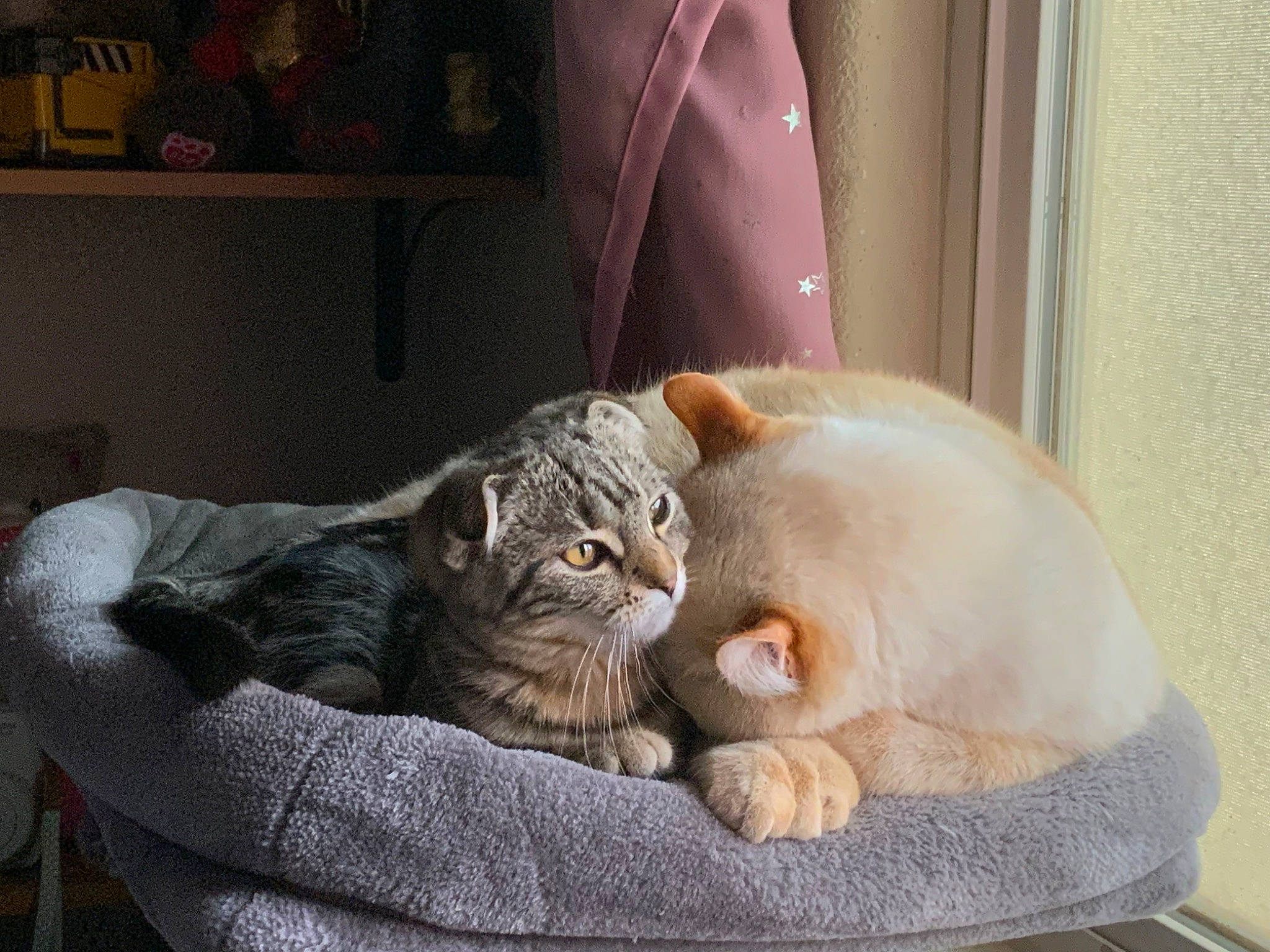 Nebula is registered to the contest to win money with this photo: carnivore, cat, claw, comfort, companion_dog, domestic_short_haired_cat, fawn, felidae, fur, grey, nap, paw, picture_frame, room, sitting, small_to_medium_sized_cats, snout, tail, whiskers, window