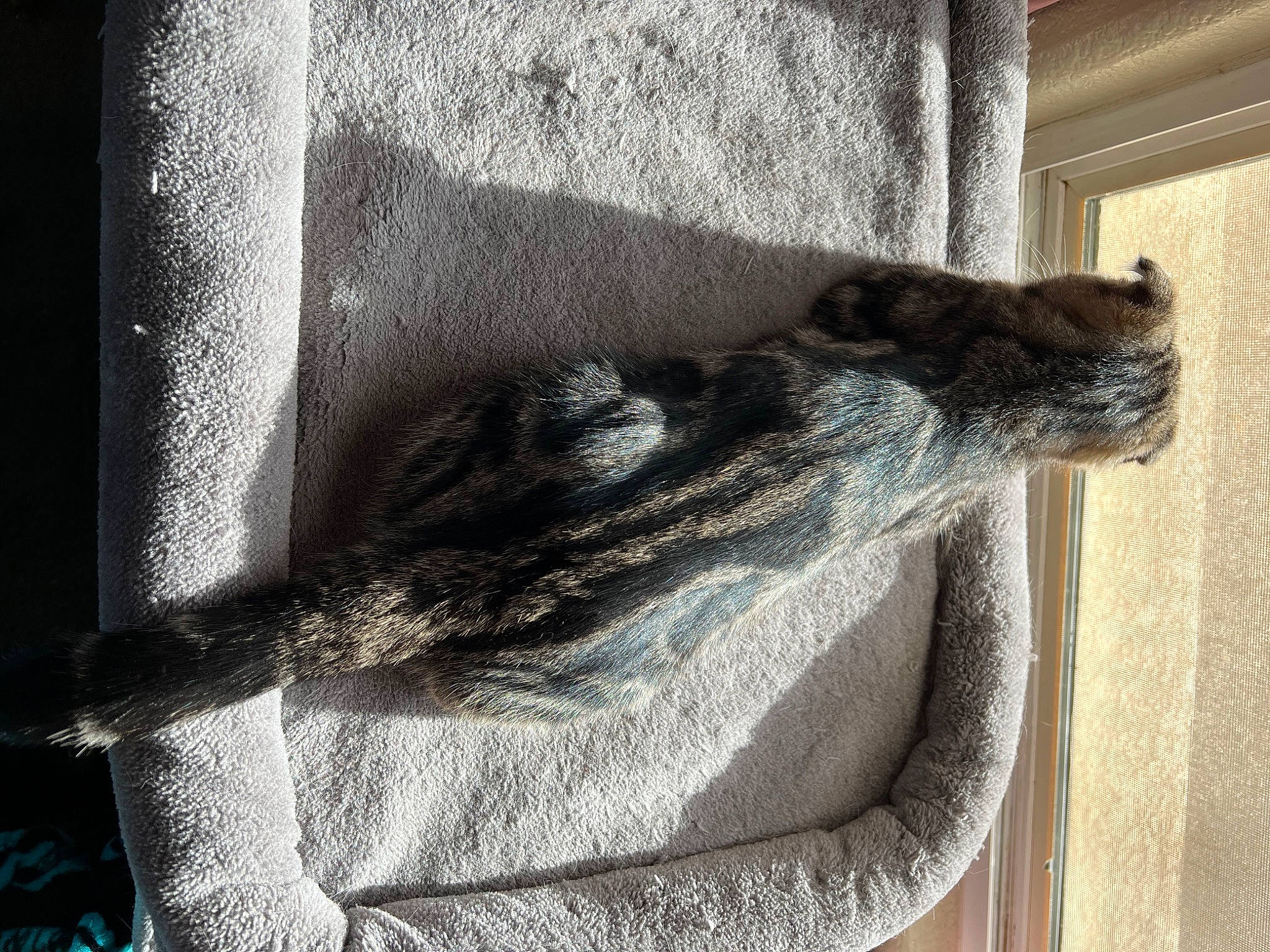 Nebula joined the competition — help win amazing prizes! cat, comfort, denim, dress, felidae, flooring, fur, grey, linens, sleeve, small_to_medium_sized_cats, tail, textile, thread, whiskers, window, wood, wool, woolen, woven_fabric