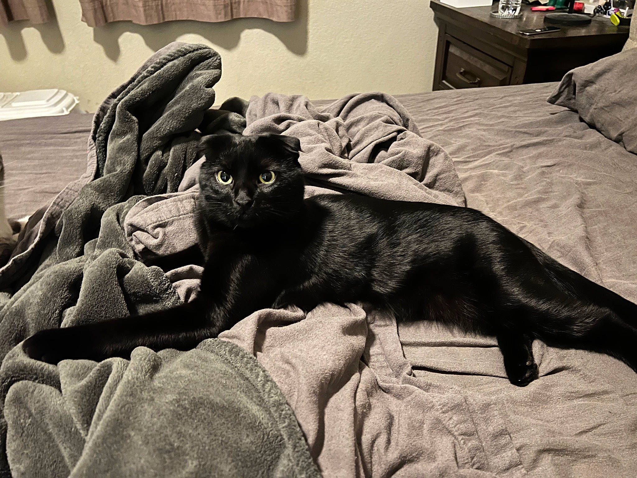 Salem is registered to the contest to win money with this photo: bed, bed_sheet, bedding, bedroom, black_cat, bombay, carnivore, cat, comfort, domestic_short_haired_cat, felidae, fur, grey, linens, room, small_to_medium_sized_cats, tail, tints_and_shades, vertebrate, whiskers