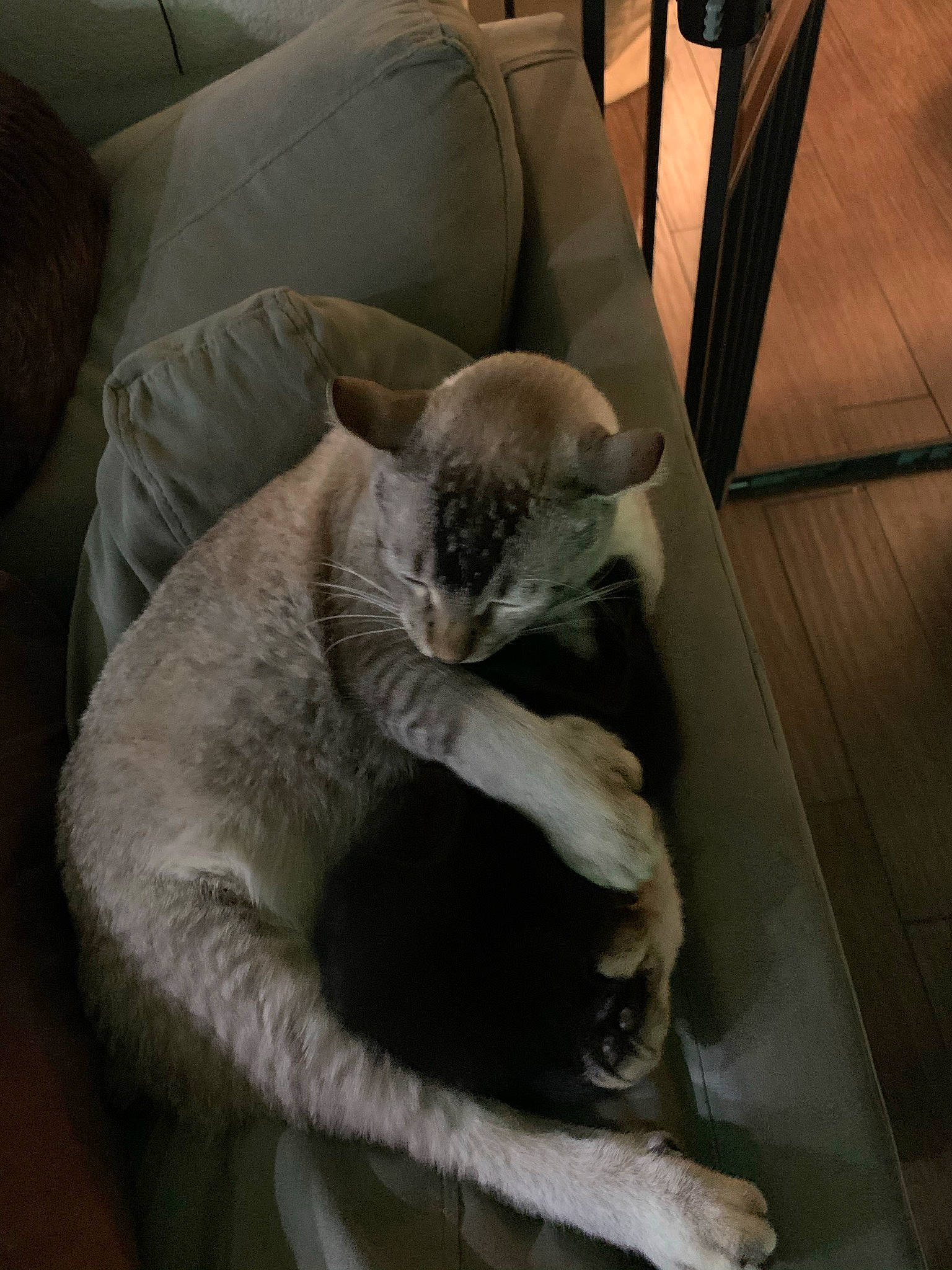 Salem joined the competition — help win amazing prizes! carnivore, cat, cat_supply, chair, comfort, domestic_short_haired_cat, fawn, felidae, flooring, fur, grey, hardwood, nap, paw, sleep, small_to_medium_sized_cats, snout, tail, whiskers, wood