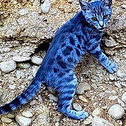 Osa a rejoint le concours — aidez-le/la à gagner de superbes lots ! alert, animal, blue_tint, cat, curious, earth, feline, fur, mammal, nature, outdoor, pet, rocky_ground, small_rocks, standing, tabby, walking, wide_eyes, wildlife, young_cat