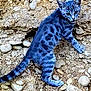 alert, animal, blue_tint, cat, curious, earth, feline, fur, mammal, nature, outdoor, pet, rocky_ground, small_rocks, standing, tabby, walking, wide_eyes, wildlife, young_cat