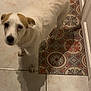 animal, brown_patch, canine, companion, curious, dog, domestic, ears, floor_tiles, four_legs, house, indoor, looking_up, patterned_tiles, pet, shadow, small_dog, tail, tile_floor, white_dog