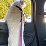 animal, backseat, car_interior, car_window, collar, curious, daytime, dog, domestic_animal, fluffy_fur, forest, leash, pet, road_trip, sunlight, travel, trees, vehicle, white_dog, window_view