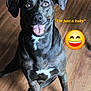 animal, ball, boxer, bulldog, canine, dog, envelope, greatdane, greetingcard, hound, labradorretriever, mail, pet, pointer, puppy, snout, sport, tennis, tennisball