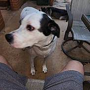 Boo is registered to the contest to win money with this photo: animal, backyard, black_patch, brick_wall, canine, chair, concrete_floor, daylight, dog, furniture, outdoor, patio, person_legs, pet, red_shirt, relaxed, second_dog, shorts, trash_bin, white_dog
