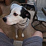 animal, backyard, black_patch, brick_wall, canine, chair, concrete_floor, daylight, dog, furniture, outdoor, patio, person_legs, pet, red_shirt, relaxed, second_dog, shorts, trash_bin, white_dog