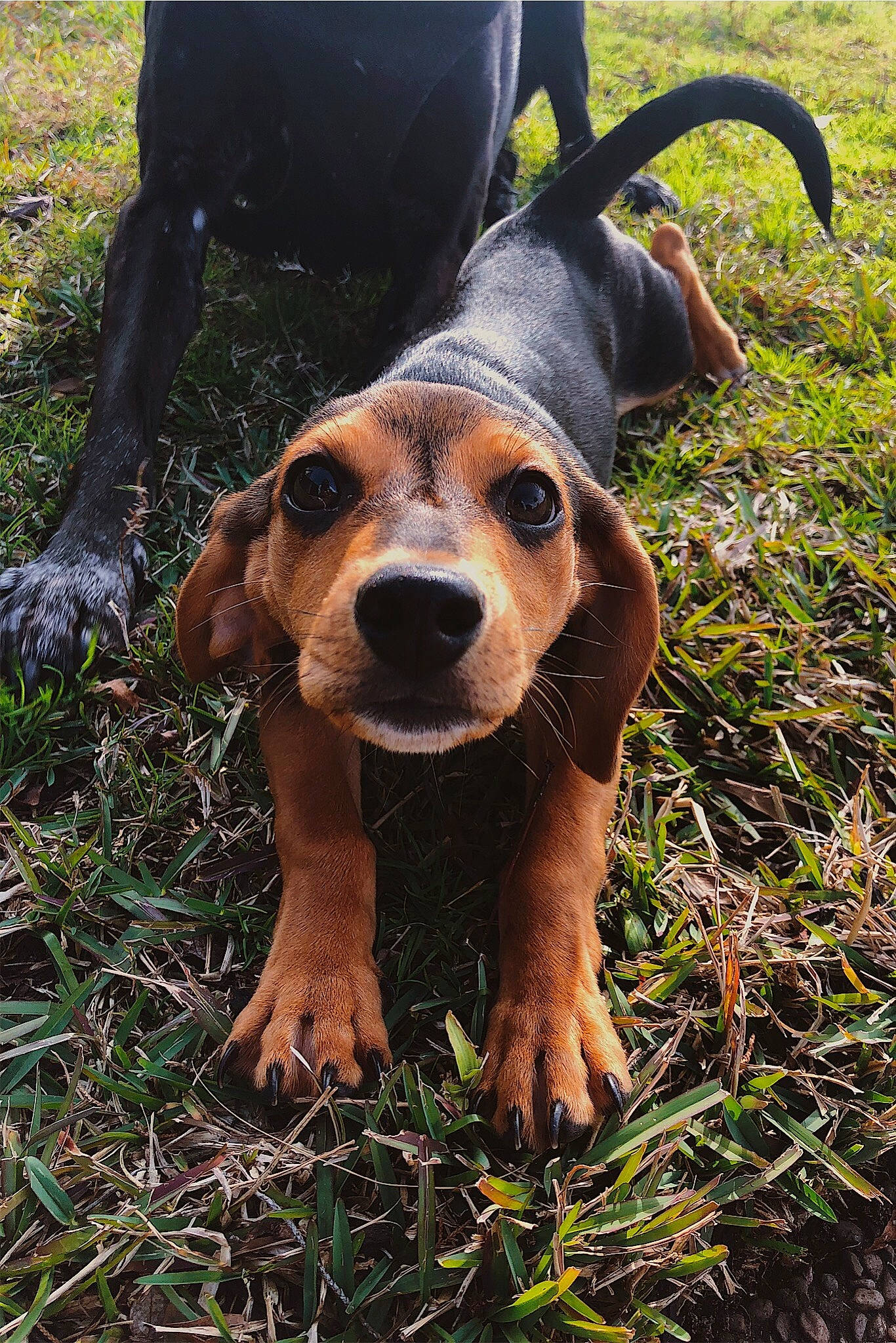 Felix is registered to the contest to win money with this photo: basset_artesien_normand, basset_bleu_de_gascogne, basset_hound, canidae, carnivore, companion_dog, dog, dog_breed, english_coonhound, fawn, hound, hunting_dog, mammal, plant, rare_breed_dog, snout, vertebrate, westphalian_dachsbracke