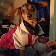 Betty participe au concours pour gagner de l'argent avec cette photo : animal, blanket, casual, clothing, coat, companion, curious, dog, domestic, ear_flap, furniture, hand, indoor, jacket, pet, resting, room, small_dog, soft_lighting, warm