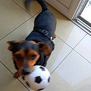 Betty a rejoint le concours — aidez-le/la à gagner de superbes lots ! animal, black, brown, cheerful, collar, companion, dog, door, floor, fur, indoor, motion_blur, mouth, pet, playful, small_dog, soccer_ball, tail, tile, toy