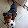 animal, black, brown, cheerful, collar, companion, dog, door, floor, fur, indoor, motion_blur, mouth, pet, playful, small_dog, soccer_ball, tail, tile, toy