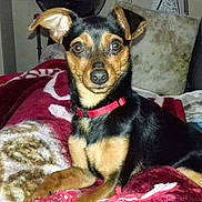 Betty participe au concours pour gagner de l'argent avec cette photo : dog, small_dog, black_dog, tan_dog, collar, blanket, red_blanket, couch, pillow, indoor, pet, animal, resting, furniture, cozy, looking_at_camera, ears_up, domestic_animal, cute, companion