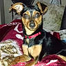 dog, small_dog, black_dog, tan_dog, collar, blanket, red_blanket, couch, pillow, indoor, pet, animal, resting, furniture, cozy, looking_at_camera, ears_up, domestic_animal, cute, companion