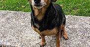 Betty participe au concours pour gagner de l'argent avec cette photo : alert, animal, bench, black, brown, daylight, dog, ears, eyes, fence, fur, grass, nature, nose, outdoor, path, pavement, pet, sitting, small_dog