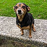 Betty participe au concours pour gagner de l'argent avec cette photo : alert, animal, bench, black, brown, daylight, dog, ears, eyes, fence, fur, grass, nature, nose, outdoor, path, pavement, pet, sitting, small_dog