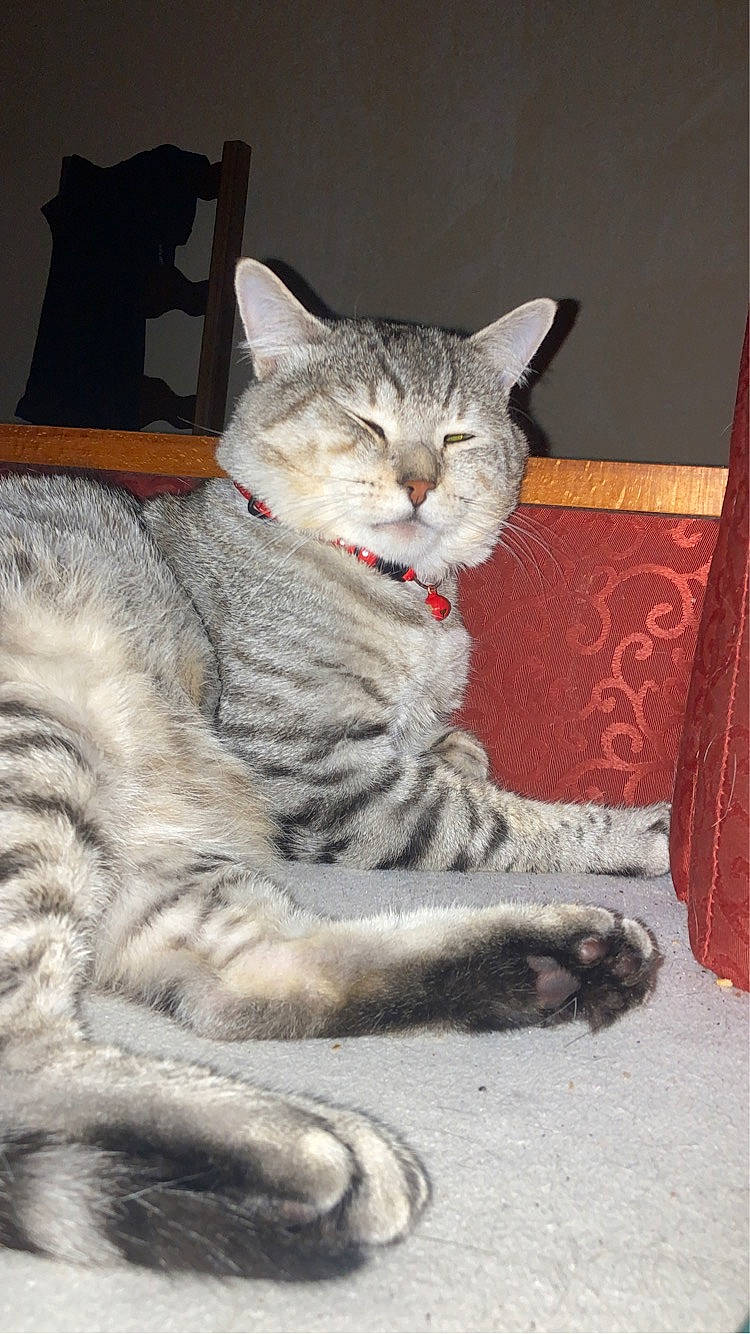 Pitchou a rejoint le concours — aidez-le/la à gagner de superbes lots ! art, carnivore, cat, claw, domestic_short_haired_cat, felidae, fur, grey, paw, photo_caption, pillow, sitting, small_to_medium_sized_cats, snout, tail, terrestrial_animal, whiskers, window