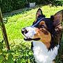 animal, berries, border_collie, closeup, dog, ears, eyes, fur, garden, grass, greenery, happy, mouth, nature, outdoor, pet, plants, snout, summer, sunlight
