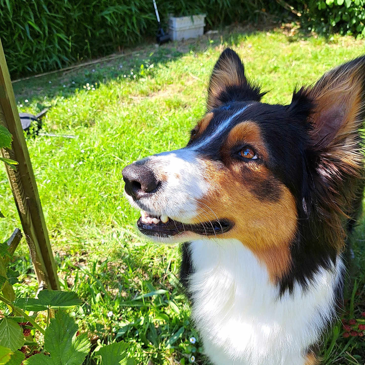Rio a rejoint le concours — aidez-le/la à gagner de superbes lots ! animal, berries, border_collie, closeup, dog, ears, eyes, fur, garden, grass, greenery, happy, mouth, nature, outdoor, pet, plants, snout, summer, sunlight