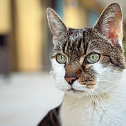 Waiki a rejoint le concours — aidez-le/la à gagner de superbes lots ! animal, calm, cat, close_up, cute, domestic_cat, ears, face, feline, focused, fur, green_eyes, indoor, looking_away, mammal, pet, portrait, soft_background, tabby, whiskers