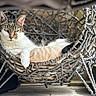 Waiki a rejoint le concours — aidez-le/la à gagner de superbes lots ! animal, cat, closeup, comfort, cozy, cushion, feline, hanging_chair, home, indoor, laying_down, pet, portrait, relaxed, resting, rope_chair, seat, tabby_cat, white_cat, woven_chair