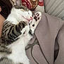 Stich participe au concours pour gagner de l'argent avec cette photo : kitten, sleeping, paw, close_up, cute, tabby, white_fur, indoor, pillow, pattern, soft_texture, relaxing, nap, pet, animal, cozy, resting, fur, pink_nose, whiskers