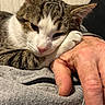 animal, cat, close_up, companion, cozy, cute, domestic_animal, feline, fur, hand, human_hand, indoor, paw, pet, relaxation, resting, sleepy, soft_texture, tabby_cat, white_fur