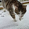 Stich a rejoint le concours — aidez-le/la à gagner de superbes lots ! cat, tabby, snow, paw_prints, outdoor, curious, fence, green_eyes, animal, pet, winter, white, fur, whiskers, walking, nature, closeup, mammal, exploration, quiet