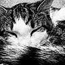 Stich participe au concours pour gagner de l'argent avec cette photo : cat, sleeping, close_up, black_and_white, fur, whiskers, cozy, resting, animal, pet, peaceful, soft, texture, cute, domestic_cat, relaxing, face, ears, tail, feline
