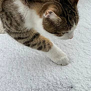 Stich a rejoint le concours — aidez-le/la à gagner de superbes lots ! cat, tabby_cat, white_paws, snow, outdoor, animal, pet, fur, whiskers, curious, winter, cold, nature, mammal, closeup, paw, exploring, striped, cute, feline