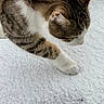 animal, cat, closeup, cold, curious, cute, exploring, feline, fur, mammal, nature, outdoor, paw, pet, snow, striped, tabby_cat, whiskers, white_paws, winter
