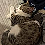 cat, tabby, sleeping, curled_up, white_paws, white_chest, fur, pet, indoor, cozy, rest, relaxed, animal, mammal, whiskers, ears, tail, soft, texture, clothing