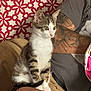 Stich a rejoint le concours — aidez-le/la à gagner de superbes lots ! kitten, cat, pet, animal, tabby, white_fur, person, tattoo, arm, lap, indoor, blanket, pattern, red, white, sitting, curious, fur, closeup, domestic