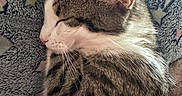 Stich participe au concours pour gagner de l'argent avec cette photo : animal, blanket, cat, closeup, cozy, cute, domestic_animal, feline, fur, hearts, indoor, mammal, pet, relaxed, resting, sleeping, soft, stars, tabby, whiskers