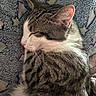animal, blanket, cat, closeup, cozy, cute, domestic_animal, feline, fur, hearts, indoor, mammal, pet, relaxed, resting, sleeping, soft, stars, tabby, whiskers